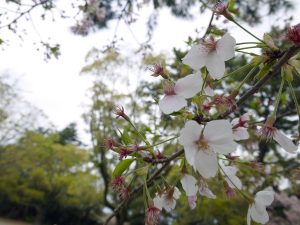 公園の桜の写真